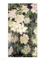 White Clematis, 1887 Fine Art Print