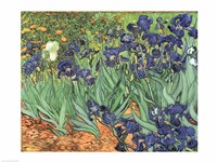 Irises, 1889 Fine Art Print