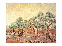 The Olive Grove, 1889 Fine Art Print