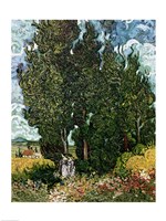 The Cypresses Fine Art Print