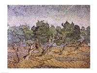 Olive Orchard, Violet Soil Fine Art Print