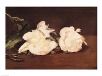 Branch of White Peonies and Secateurs, 1864 by Edouard Manet, 1864 - various sizes