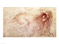 Sketch of a roaring lion Framed Print
