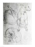 Study of a dog and a cat Fine Art Print