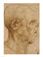 Caricature of the head of an old man, in profile to the right, c.1507 Fine Art Print