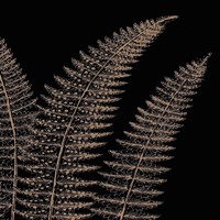 Fern II (on black) Fine Art Print