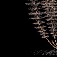 Fern III (on black) Fine Art Print