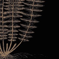 Fern IV (on black) Fine Art Print