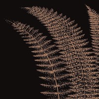 Fern I (on black) Fine Art Print