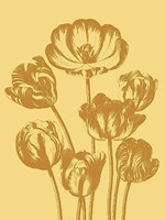 Tulip 19 Fine Art Print
