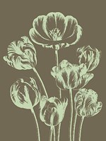 Tulip 12 Fine Art Print