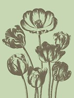 Tulip 11 Fine Art Print