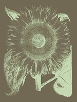 Sunflower 12 Fine Art Print