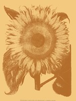 Sunflower 19 Fine Art Print