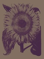 Sunflower 14 Fine Art Print