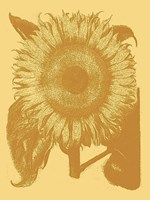 Sunflower 19 Fine Art Print