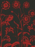 Chrysanthemum 10 Fine Art Print