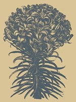 Lilies 1 Fine Art Print