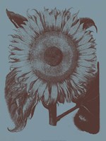 Sunflower 5 Fine Art Print