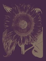 Sunflower 13 Fine Art Print