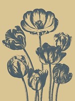 Tulip 1 Fine Art Print