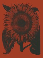 Sunflower 9 Fine Art Print