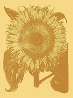 Sunflower 19 - 30" x 40"