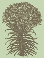 Lilies 11 Fine Art Print