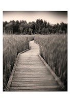 Towards Woods Fine Art Print