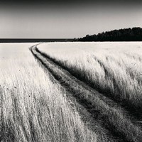 Oceanside Field Fine Art Print