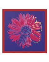 Daisy, c.1982 (blue & red) Fine Art Print
