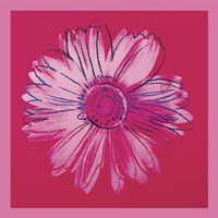Daisy, c. 1982 (crimson and pink) Fine Art Print