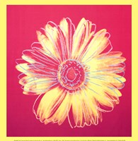 Daisy, c.1982 (fuchsia & yellow) Fine Art Print