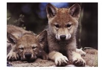 Spring Wolf Pups by Art Kane - 19" x 13"