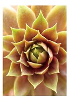 Fire Island 703 Fine Art Print