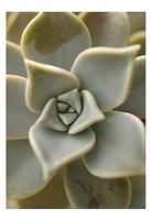 Bronx 1921 Fine Art Print