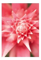 Bronx 1930 Fine Art Print