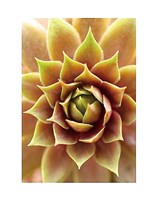 Fire Island 703 Fine Art Print