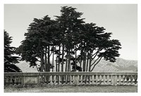 Cypress Trees and Balusters
