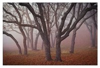 Pilot Road Trees Fine Art Print