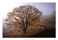 Clearing Fine Art Print