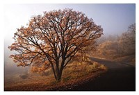 Clearing Fine Art Print