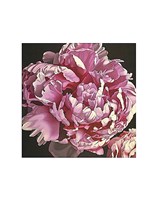 Peony I Fine Art Print