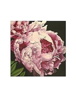 Peony II Fine Art Print