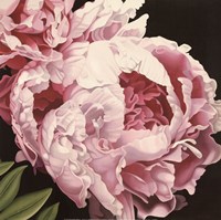 Peony II Fine Art Print
