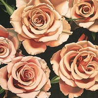 Roses Fine Art Print