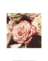 Vintage Rose Fine Art Print
