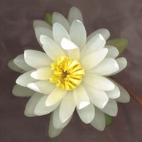 Water Lily by Erin Clark - 12" x 12"