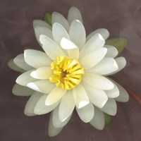 Water Lily Fine Art Print