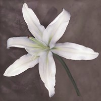 White Lily by Erin Clark - 12" x 12"